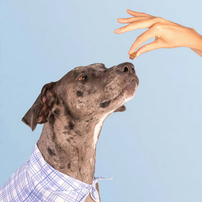 Dog is Human Daily Multivitamin for Dogs Human-grade, Vet-formulated, Made in Vermont